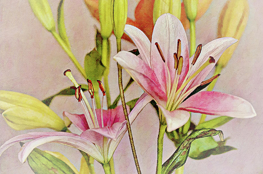 Oriental Lily Pair Digital Art by Gaby Ethington