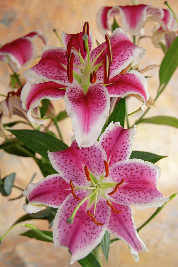 Lily Photograph - Oriental Lily Pair by Jennifer Wick
