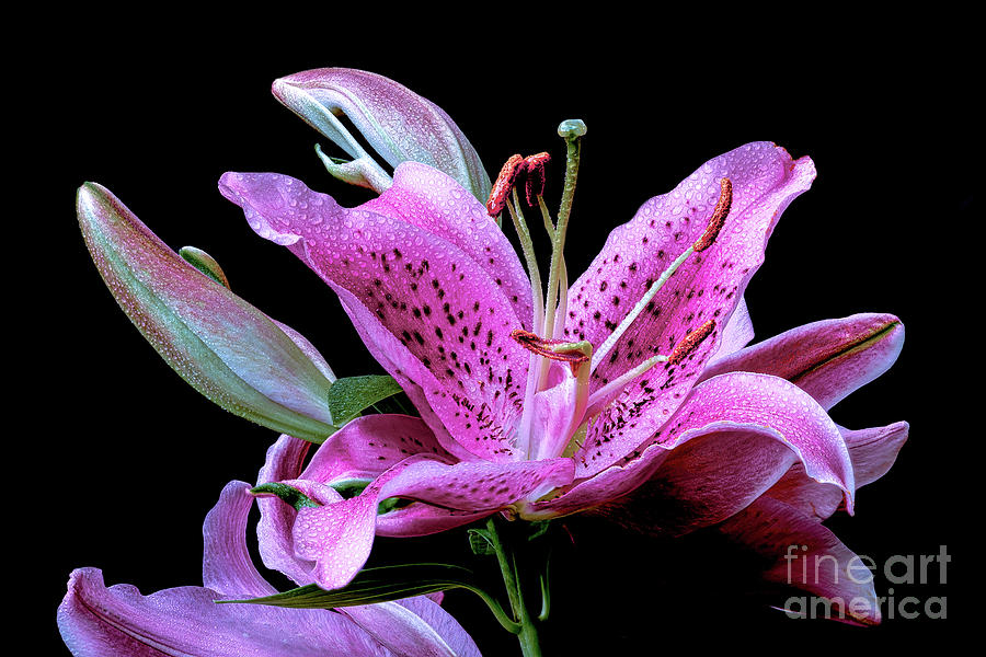 Oriental Lily the beautiful Pyrography by Joseph Miko
