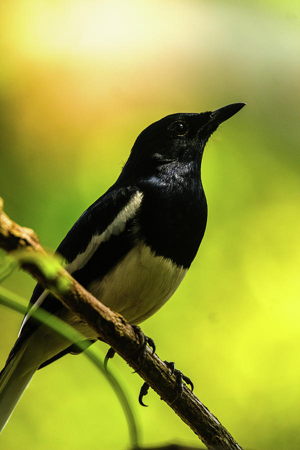 Oriental Magpie Robin Photograph by Abhijeet Sawant - Fine Art America