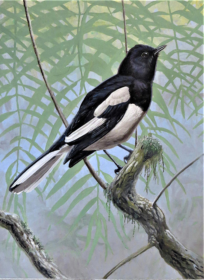 Oriental Magpie-Robin Painting by Barry Kent MacKay