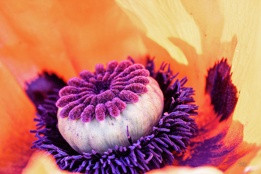 Oriental Poppy Photograph by Claude Dalley