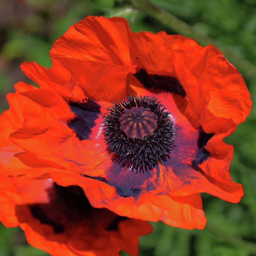 Oriental Poppy Photograph by Douglas White - Fine Art America