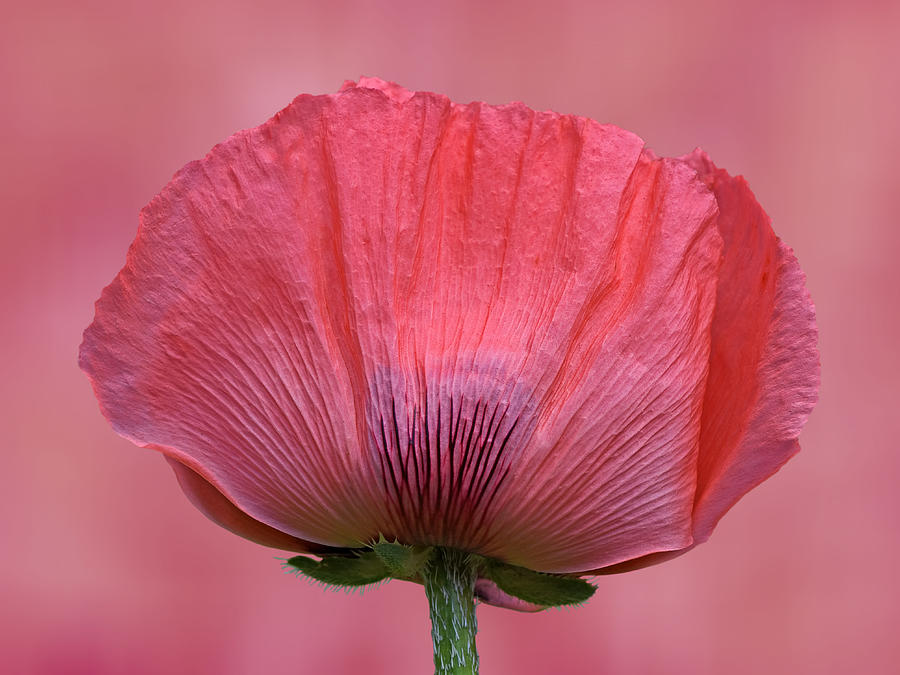 Oriental Poppy In The Pink Photograph by Gill Billington