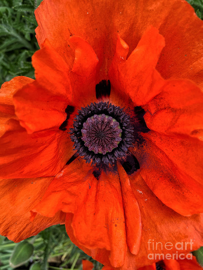 Oriental Poppy Photograph by Jeanette French