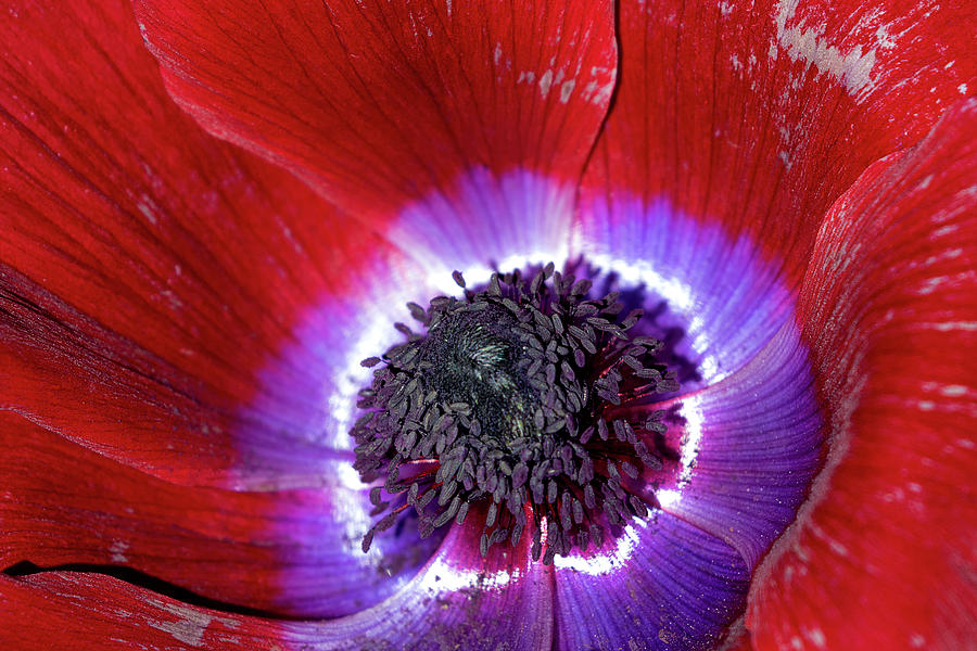 Oriental Poppy Macro Photograph by Peggy Collins