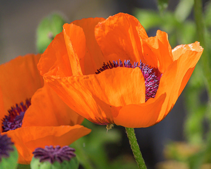 Oriental Poppy Photograph by Mark Mille