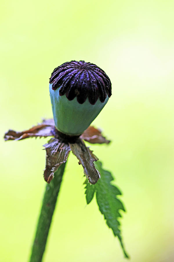 Poppy Photograph - Oriental Poppy Pod by Debbie Oppermann