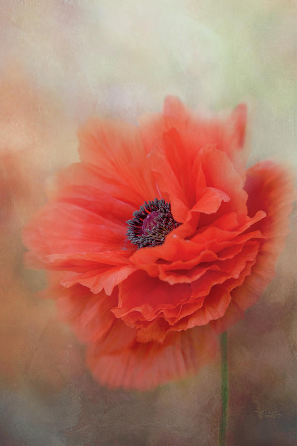 Oriental Poppy series A, number 3 Photograph by Marilyn Wilson