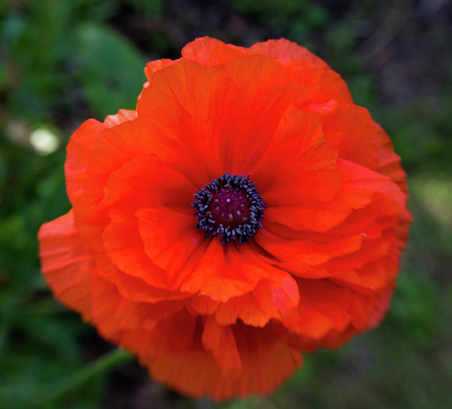 Oriental Poppy series B, number 1 Photograph by Marilyn Wilson