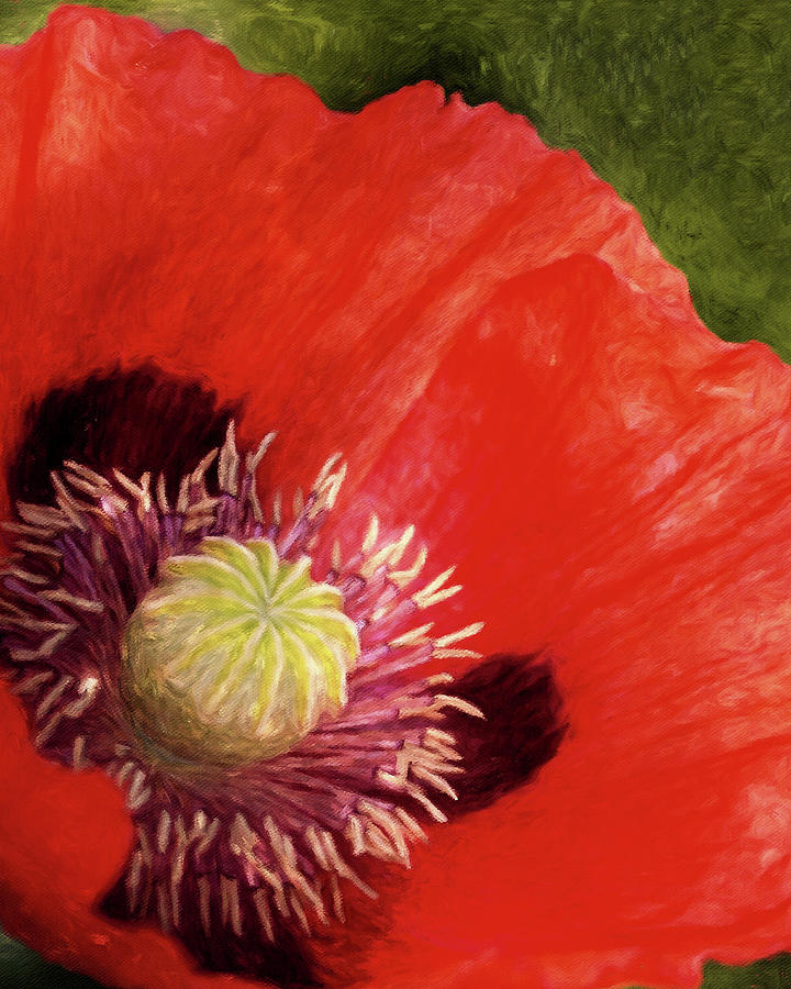 Oriental Red Poppy Painting by Susan Maxwell Schmidt