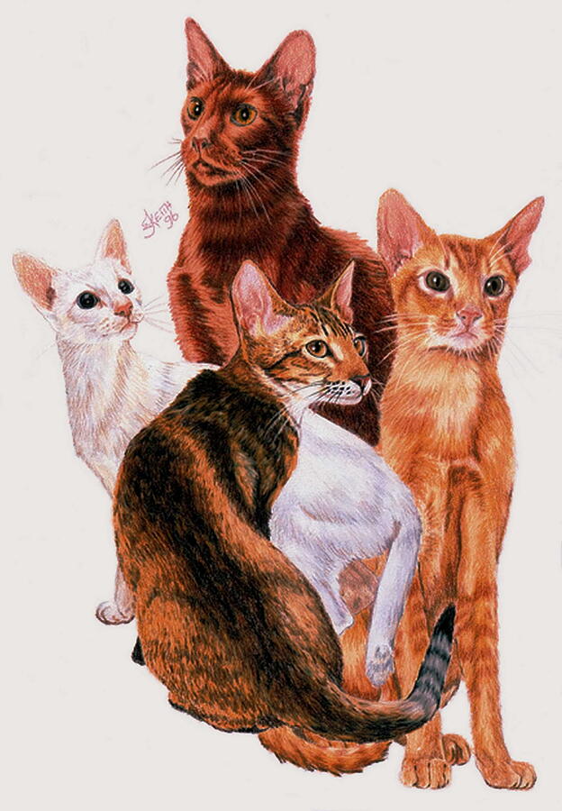 Oriental Shorthair Collage Drawing by Barbara Keith