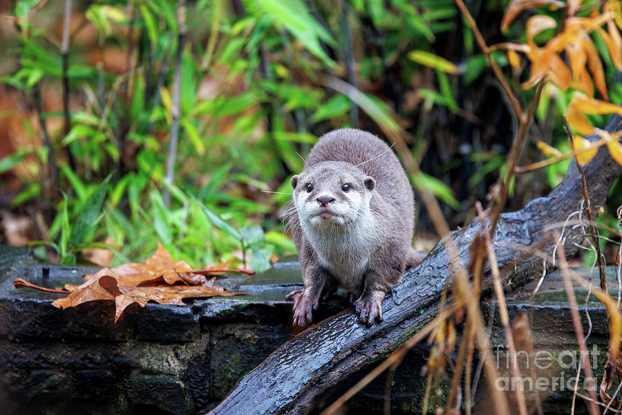 Nature Photograph - Oriental small-clawed otter, Aonyx cinereus, against green foliage background. A semi-aquatic mammal, indigenous to South and Southeast Asia, and the smallest otter in the world. by Jane Rix