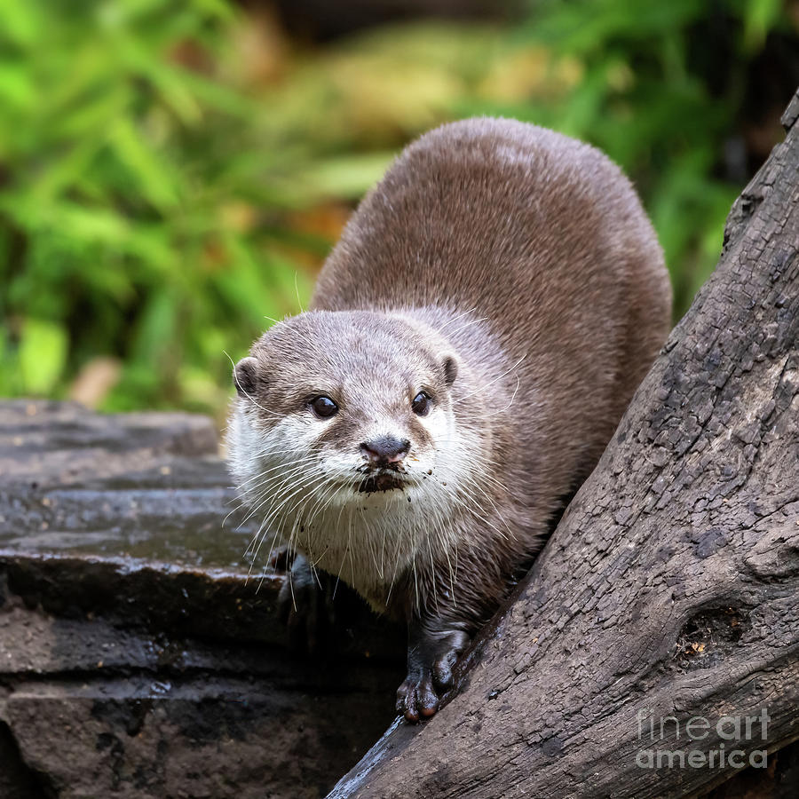 Nature Photograph - Oriental small-clawed otter, Aonyx cinereus, on stone wall with  by Jane Rix