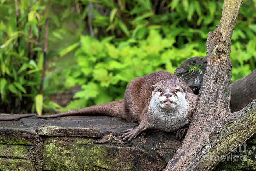 Oriental small-clawed otter crouched on a wall Photograph by Jane Rix