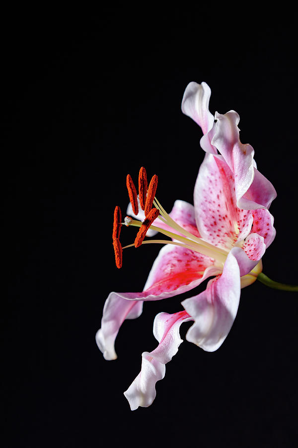 Oriental stargazer lily, pink and white color, on a black background ...