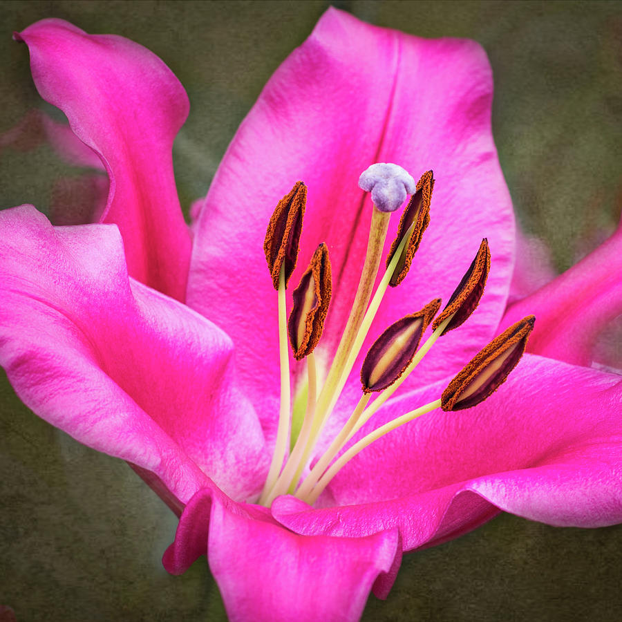 Oriental Trumpet Lily - Square Photograph by Elvira Peretsman