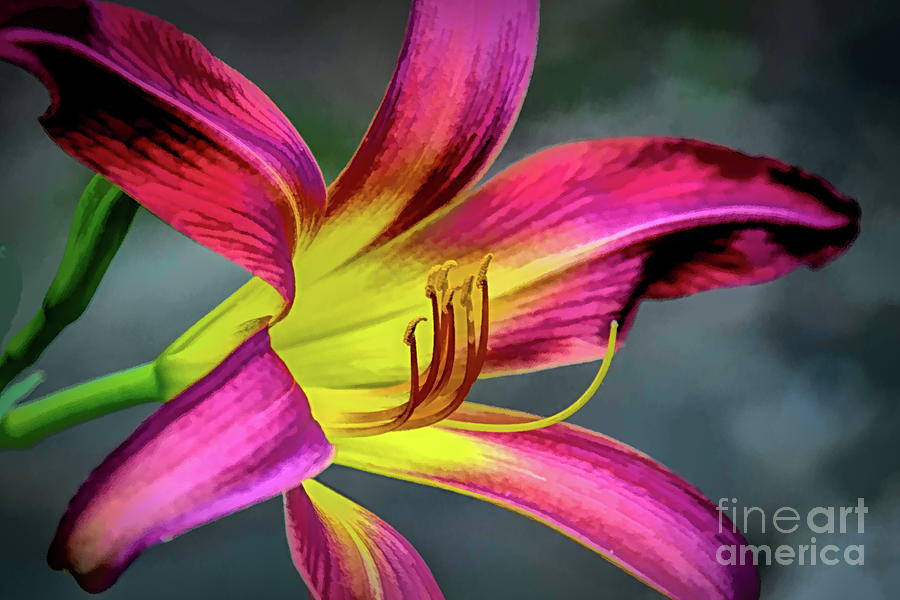 Flower Photograph - Oriepet Lily by Diana Mary Sharpton