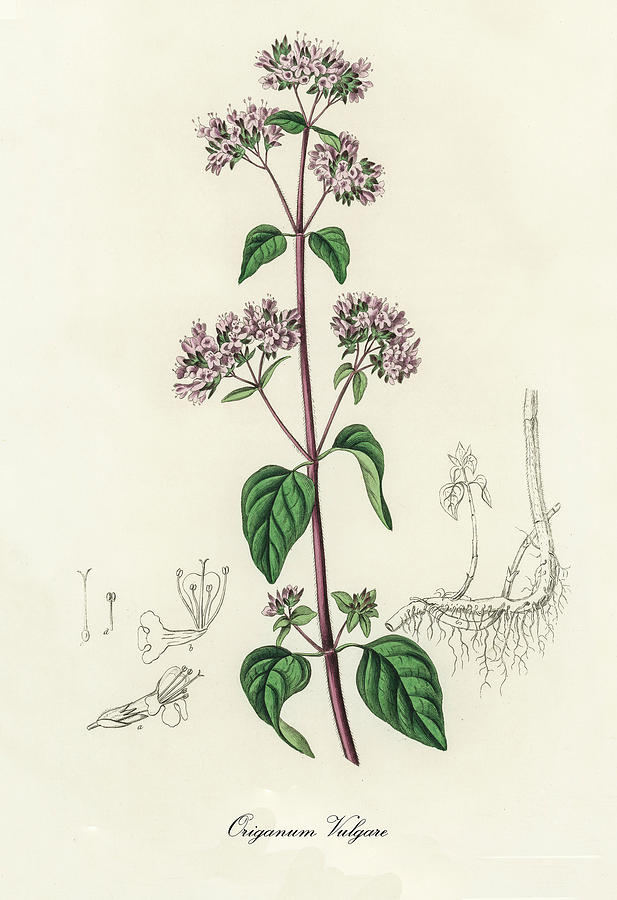 Nature Digital Art - Origanum Vulgare - Oregano - Medical Botany - Vintage Botanical Illustration - Plants and Herbs by Studio Grafiikka