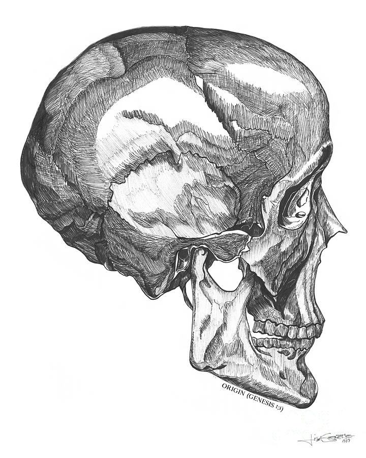 Origin- Skull Drawing by Lisa Senette