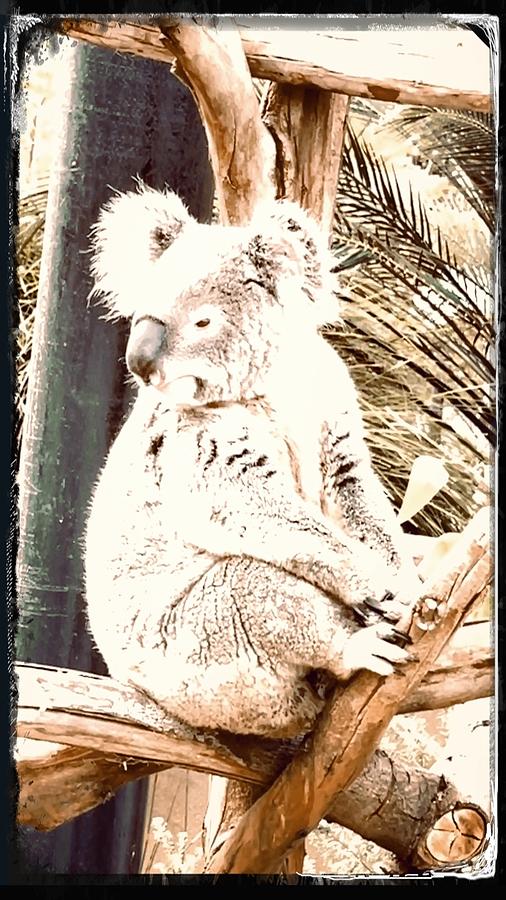 Original Koala Bear Digital Art by Kathleen Boyles