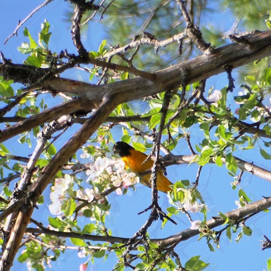 Oriole and Apple Blossoms-square format Photograph by Mike Breau