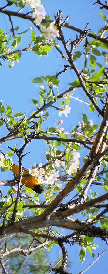 Oriole and Apple Blossoms-wide format, Photograph by Mike Breau
