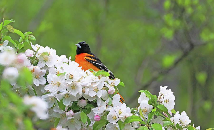 Oriole Photograph - Oriole And The Blossoms by Debbie Oppermann