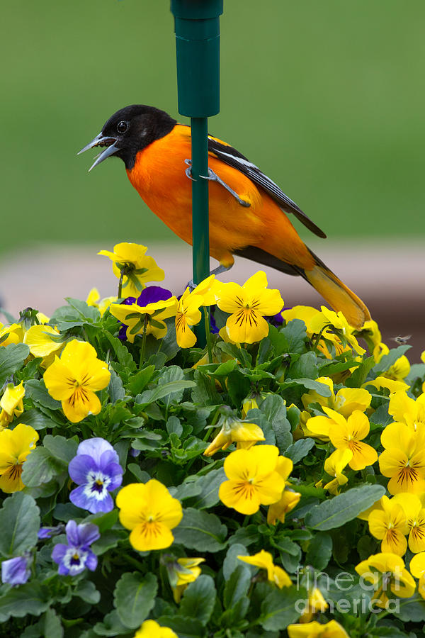 Oriole and Violas Photograph by Jan Day