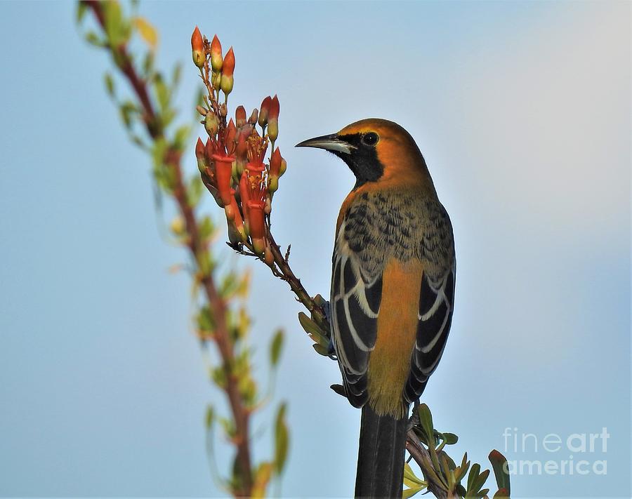 Oriole in the Ocotillo Photograph by Janet Marie