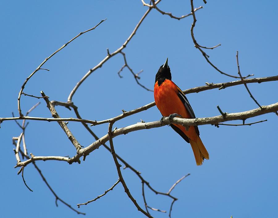 Color Photograph - Oriole by Matthew Adelman Color Photograph - Oriole by Matthew Adelman