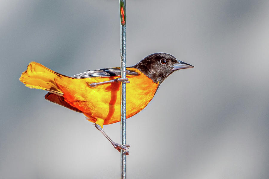 Angry Oriole Shower Curtain by Donald Lanham - Pixels