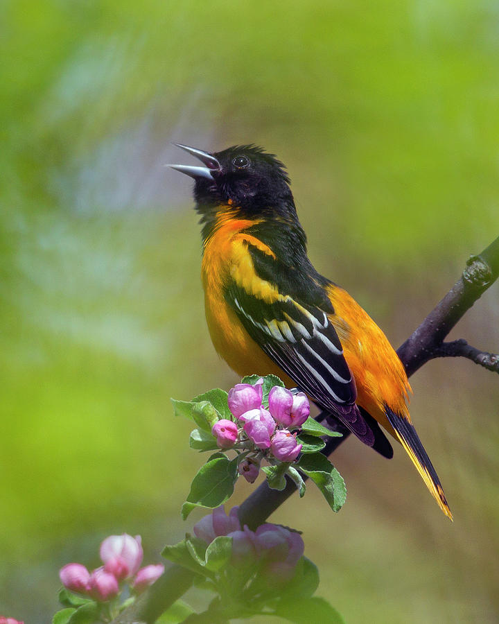 Oriole Song Photograph by Timothy McIntyre