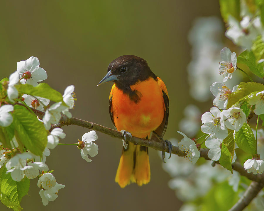 Oriole Photograph by Timothy McIntyre