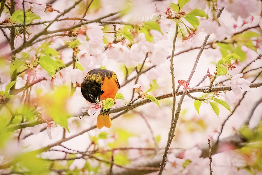 Oriole with Cherry Blossoms Photograph by Tracy Munson