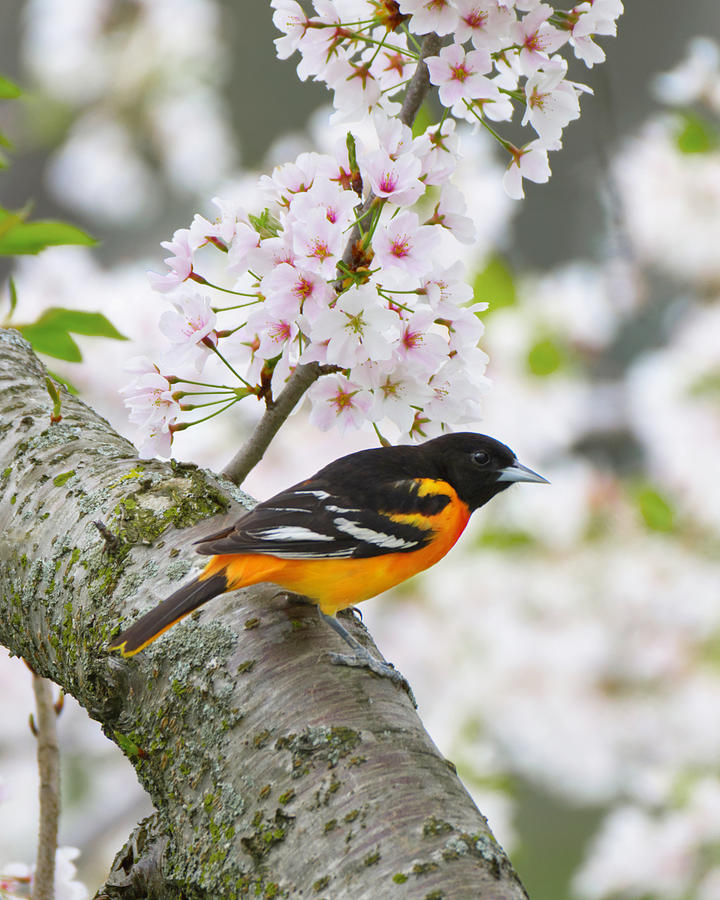 Oriole with flowers Photograph by Deborah Ritch