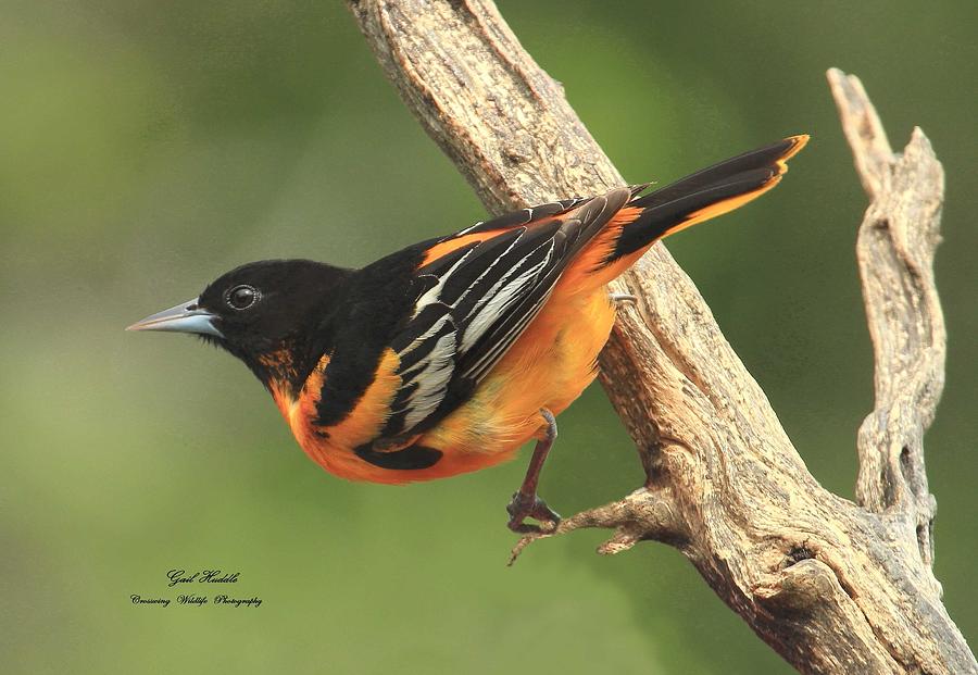 Orioles Arrival-1 Photograph by Gail Huddle | Fine Art America