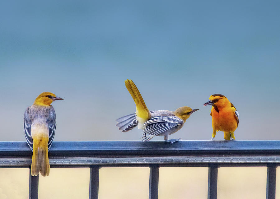 Orioles on a rail Photograph by Lowell Monke