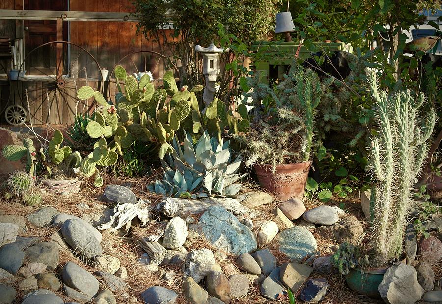 Orland Cactus Garden Photograph by Michele Myers