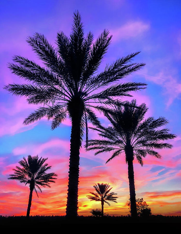 Orlando Cotton Candy Sunrise Photograph by Ali Nasser