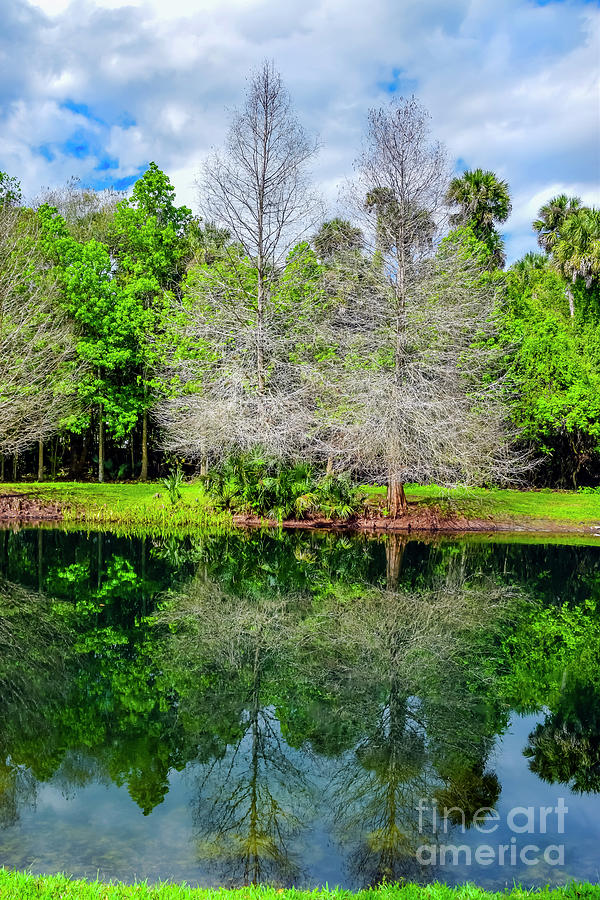 Orlando Florida Celebration Tree Reflections 01 Photograph by Carlos Diaz