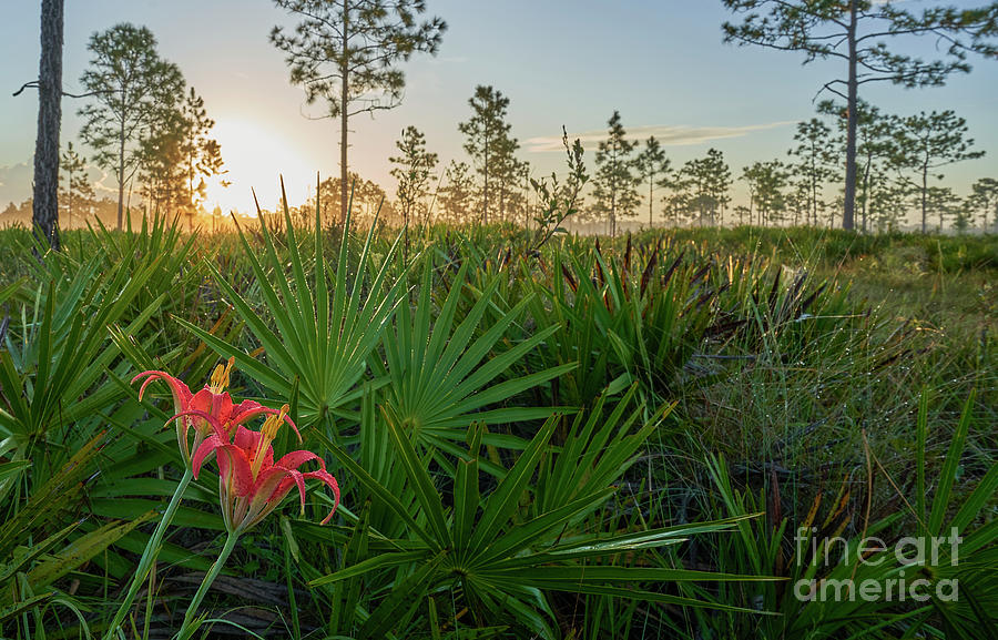 Orlando Wildflower Sunrise Photograph by Brian Kamprath