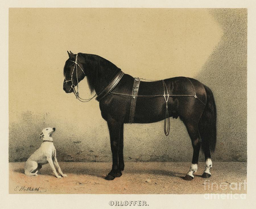 Orloffer Orloff Horse by Emil Volkers 1880, an illustration of a black horse and a white dog. Painting by Shop Ability