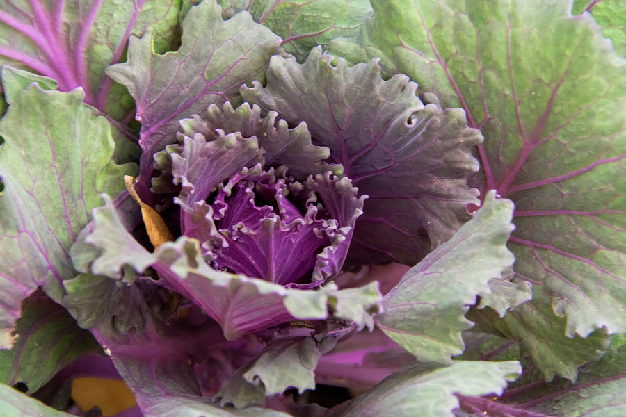 Ornamental Cabbage Photograph by Pamela Williams