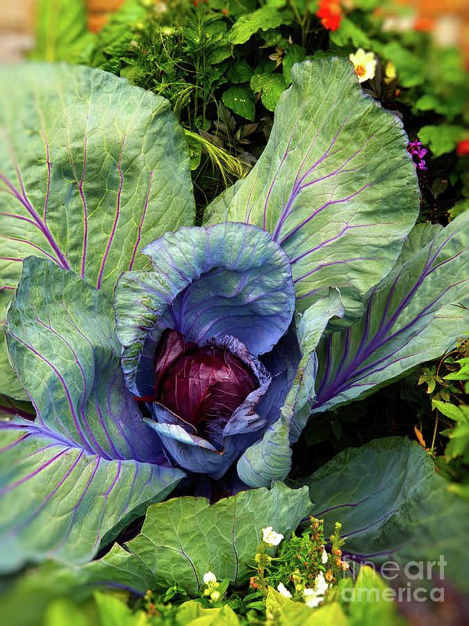 Ornamental Cabbage Photograph by Yvonne Johnstone