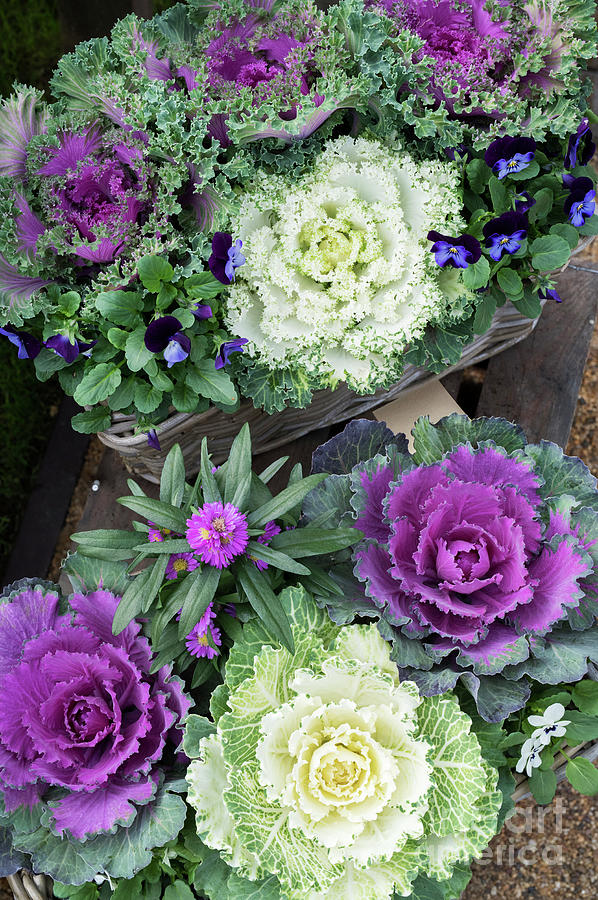 Ornamental Cabbages in Containers Photograph by Tim Gainey