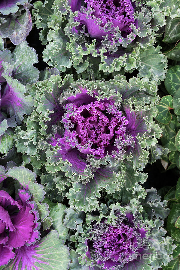 Ornamental Cabbages Pattern Photograph by Tim Gainey