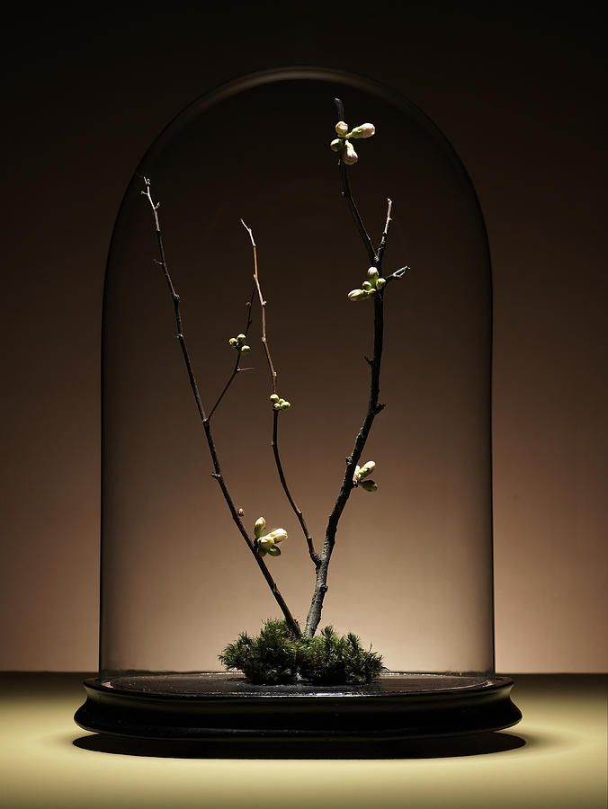 Ornamental cherry tree branches with buds under glass dome Photograph by Ryan McVay