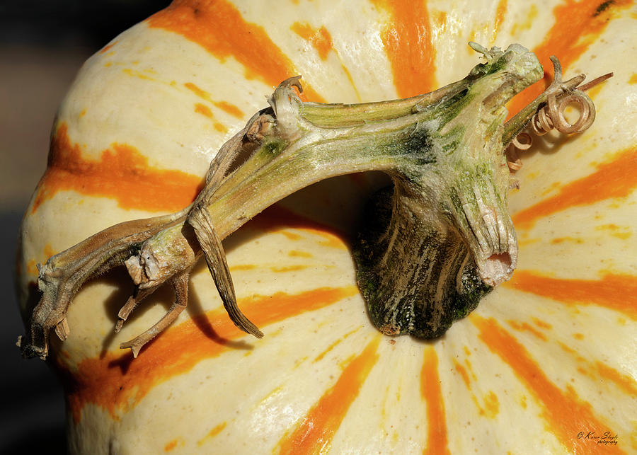 Ornamental Gourd Photograph by Karen Slagle