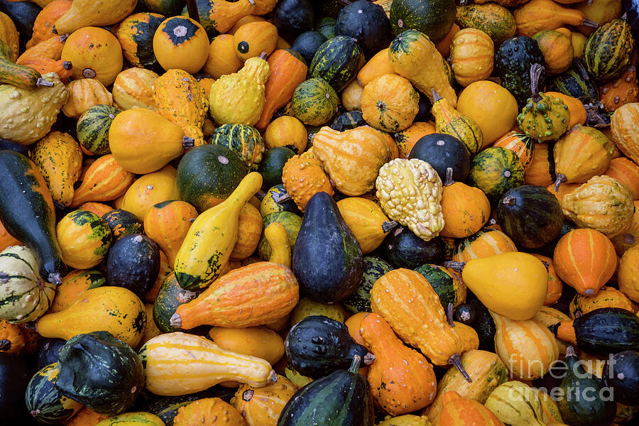 Ornamental gourds and pumpkins Photograph by Elena Elisseeva